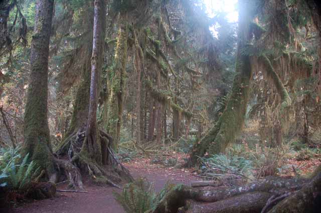 Hoh rain forest